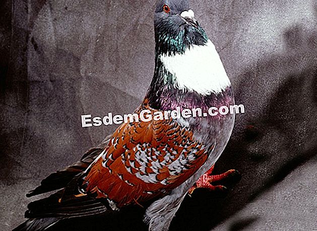 Merpati naik dari lulus - (dengan) Pigeon Cauchois Red Maille dengan bib