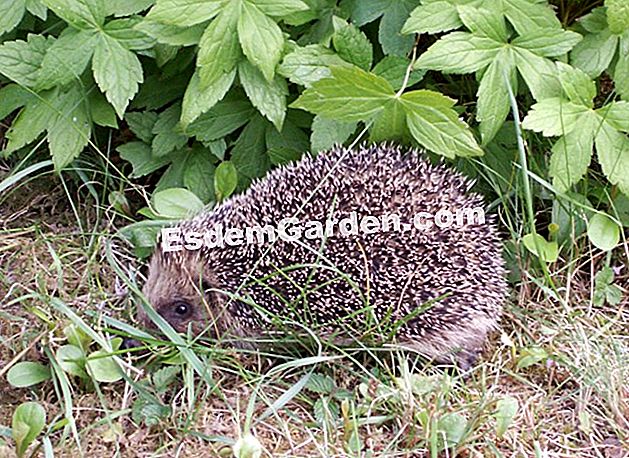 Protege a los erizos en el jardín - (erizo) erizo