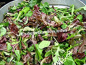 Mesclun: skanus salotų mišinys: skanus