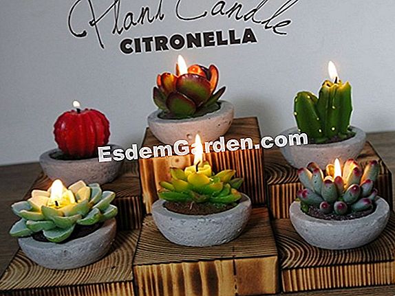 O idee frumoasă decorativă: lumânări cactus: decorativă