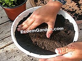 Untuk transplantasi adalah mudah! - (mudah) Pemadatan tanah