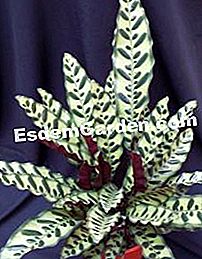 Bicajoux®: divatos házi növények - bicajoux Calathea insignis Bicajoux®
