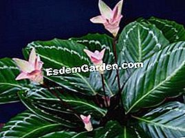 Bicajoux®: divatos házi növények - divatos Calathea Mamba Pink Bicajoux®