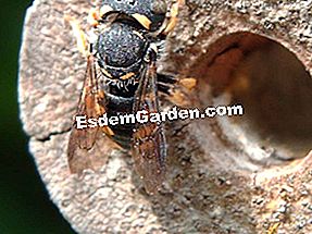 Baue mit einem Kind einen Insektennistkasten - (baue) Einsame Biene