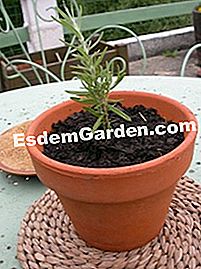 Buat pot rosemary - (rosemary) Keratan Rosemary