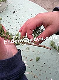 Buat pot rosemary - (untuk) Loaf cawangan