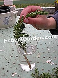 Buat pot rosemary - (yang) Memotong rosemary dalam air