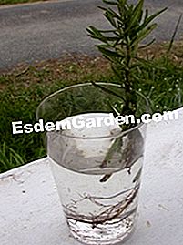 Buat pot rosemary - (rosemary) Rupa akar di dalam air