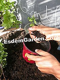 Buat pot rosemary - (yang) Penyediaan periuk