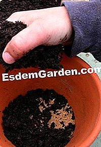 Buat pot rosemary - (buat) Menambah tanah pot