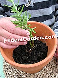 Buat pot rosemary - (untuk) Pemasangan pemotongan