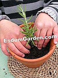 Buat pot rosemary - (untuk) Pemadatan tanah di sekitar keratan