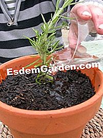 Buat pot rosemary - (buat) Menyiram pemotongan