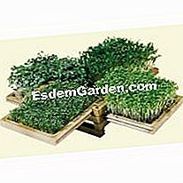 Untuk Krismas, menawarkan taman kecil: Kotak Hijau - (krismas) Taman mini dalam bentuk asal.