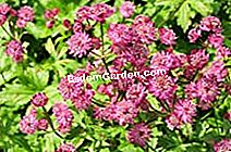 Jardin Express: új termékek 2010 őszén - őszén Astrantia Ruby Star