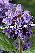 Jardin Express: új termékek 2010 őszén - express Prunella grandiflora szabadúszó kék