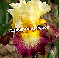 Iris Cayeux: 2010 m. Naujovės - naujų Žako širdis
