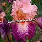 Iris: novelties 2011 - (iris) 'Rose of Persia' - Cayeux