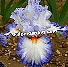 Iris: novelties 2011 - (dengan) 'Seducer' - Cayeux
