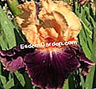 Iris: novelties 2011 - (novelties) 'Fesyen Ratu' - Iris di Provence