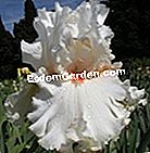 Iris: novelties 2011 - (dengan) 'Jersey Bounce' - Iris in Provence