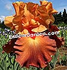 Iris: novelties 2011 - (2011) 'Senorita Indah' ​​- Iris in Provence