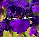 Iris: novelties 2011 - (2011) 'Paul Black' - Bourdillon