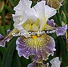 Iris: novelties 2011 - (dengan) 'Langit kelabu di Poilly' - Cayeux