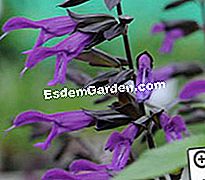 „JardinExpress“: 2012 m. Pavasario katalogas - jardinexpress Šalavijas Amistad