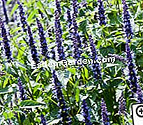 „JardinExpress“: 2012 m. Pavasario katalogas - katalogas „Agastache astello indigo“
