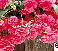 „JardinExpress“: 2012 m. Pavasario katalogas - katalogas Begonia rožinis fontanas