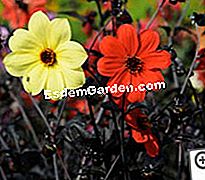 „JardinExpress“: 2012 m. Pavasario katalogas - katalogas Mistinė Dahlia kerėjimas + iliuzija