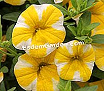 JardinExpress: κατάλογος άνοιξη 2013 - άνοιξη Calbrachoa Superbells Λεμόνι φέτα