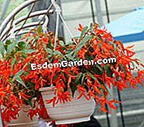 JardinExpress: κατάλογος άνοιξη 2013 - κατάλογος Begonia Ηλιοβασίλεμα