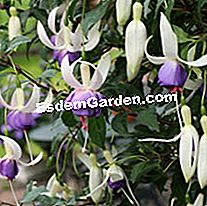 JardinExpress: κατάλογος άνοιξη 2013 - jardinexpress Φούξια Δέλτα Σάρα