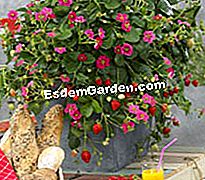JardinExpress: κατάλογος άνοιξη 2013 - 2013 Φράουλα toscana fragaria
