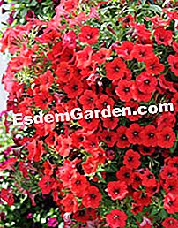 JardinExpress: κατάλογος άνοιξη 2013 - άνοιξη Σκούρο κόκκινο σουρφίνια