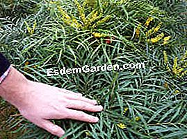 Mahonia eurybracteata 'Soft Caress': un favorito - (Caress) Mahonia Soft Care