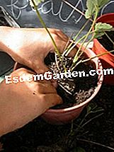 Multiply strawberi - (untuk) Menanam tumbuhan strawberi