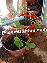 Multiply strawberi - (kecil) Penyiraman - tumbuhan strawberi