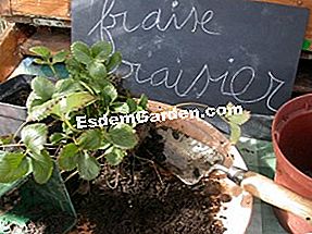 Multiply strawberi - (strawberi) Strawberry: pembahagian kaki