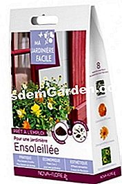 Moj Easy Planter: Brza, cvjetna livada! - planter Jednostavan plantaž - Sunny Box
