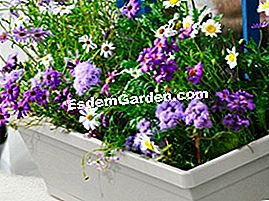 Moj Easy Planter: Brza, cvjetna livada! - Easy Moj Easy Indigo sadilica