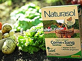 Naturasol, organski raspon Algoflash - gnoj Rog gnojiva i krv Naturasol