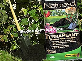 Naturasol, organski raspon Algoflash - organski Terracotta TerraPlant Naturasol