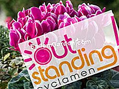 OUTstanding Cyclamen®: oznaka za ciklame na otvorenom - outstanding Logotip izvanrednih ciklama na ciklama Fantasia Morel