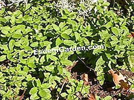 Pokok kilang - (mint) Mint di taman
