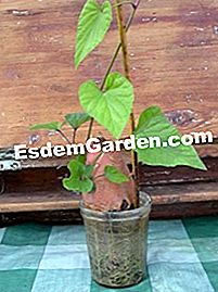 Menanam ubi keledek - (keledek) Kentang manis - Daun