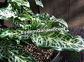 Tumbuhan segar di Saint-Jean de Beauregard - (segar) Arum italicum ssp italicum 'Tiny'