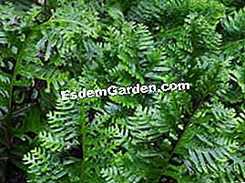 Tumbuhan segar di Saint-Jean de Beauregard - (yang) Polypodium cambricum 'Pulcherrimum'